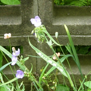 あ～～～野麦峠