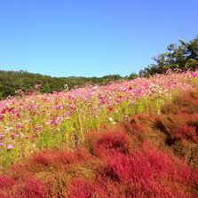 愛・地球博記念公園　イベント